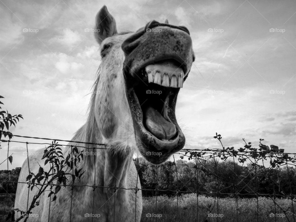 Horse laughing in black and white