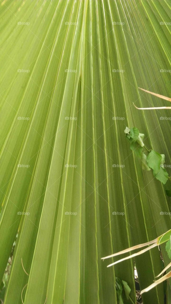 Green palm tree