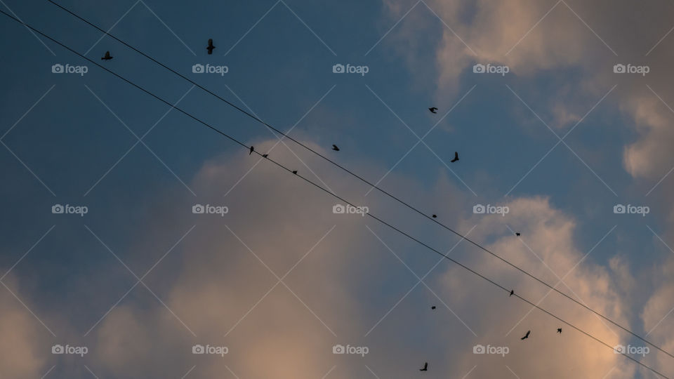 birds in the sky