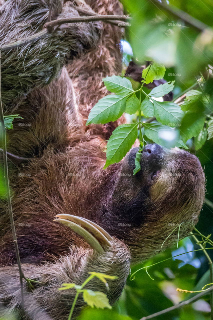 Closeup of three-toed sloth eating leaves up in the treetops