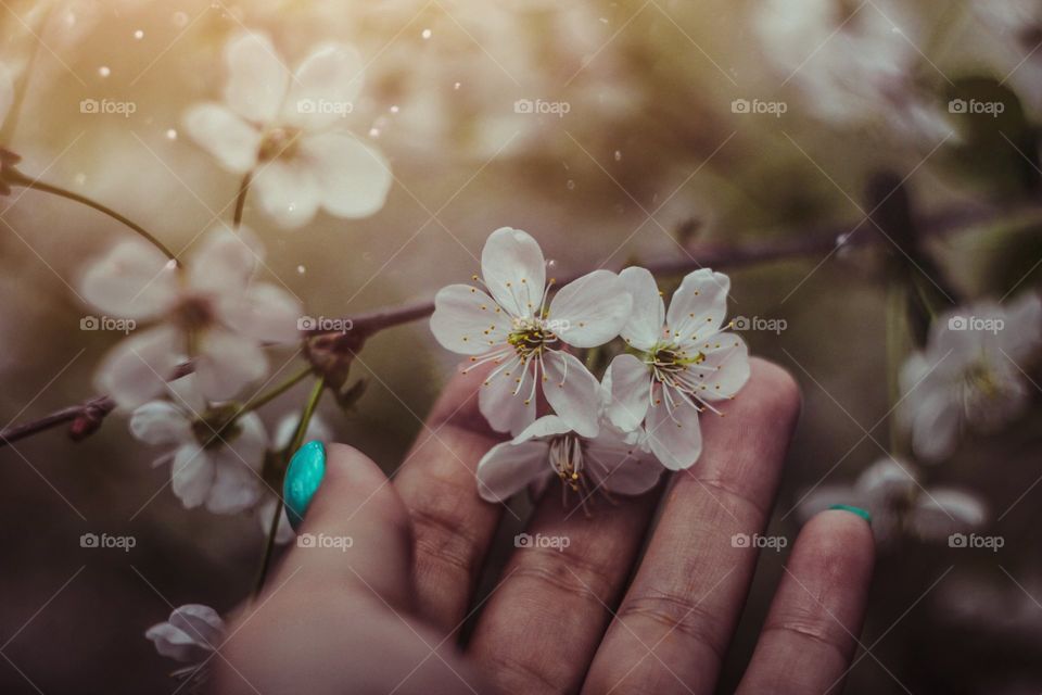 woman hand touching blossom flower