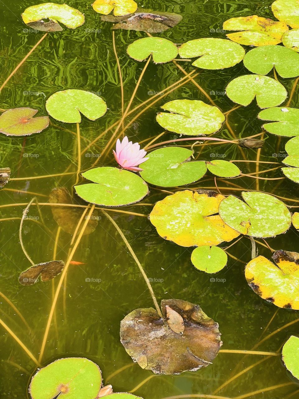 Lotus plant