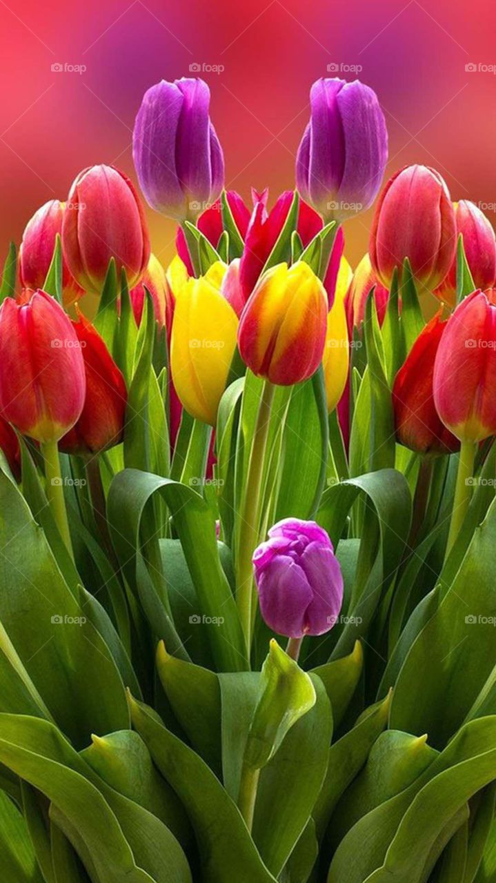 Red ,yellow and purle tulips