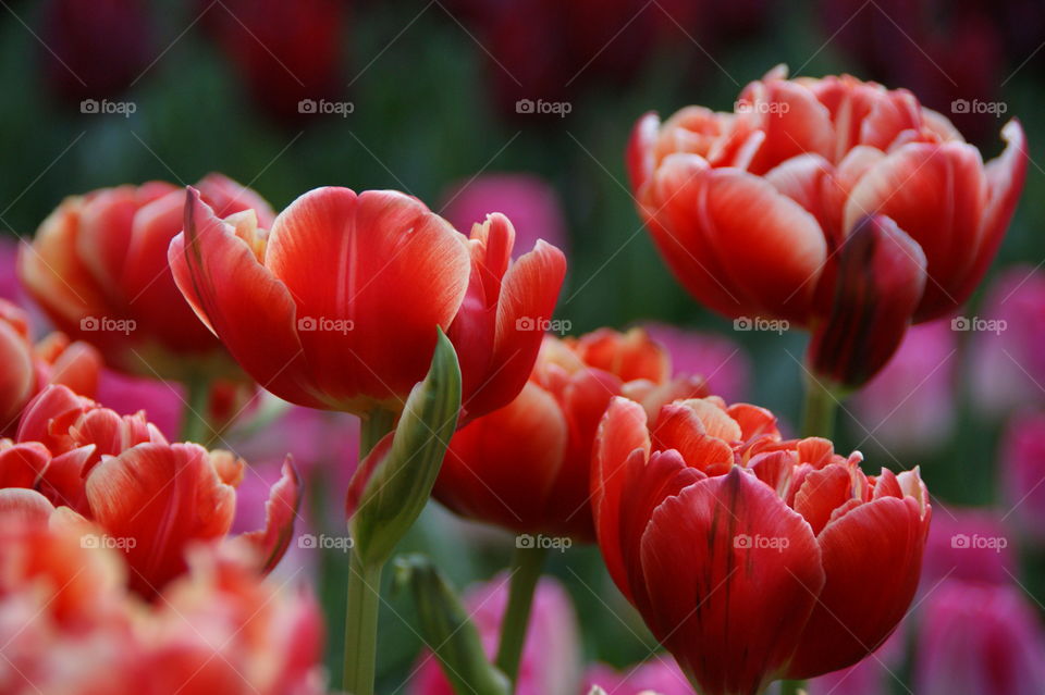 Close-up of red tulip