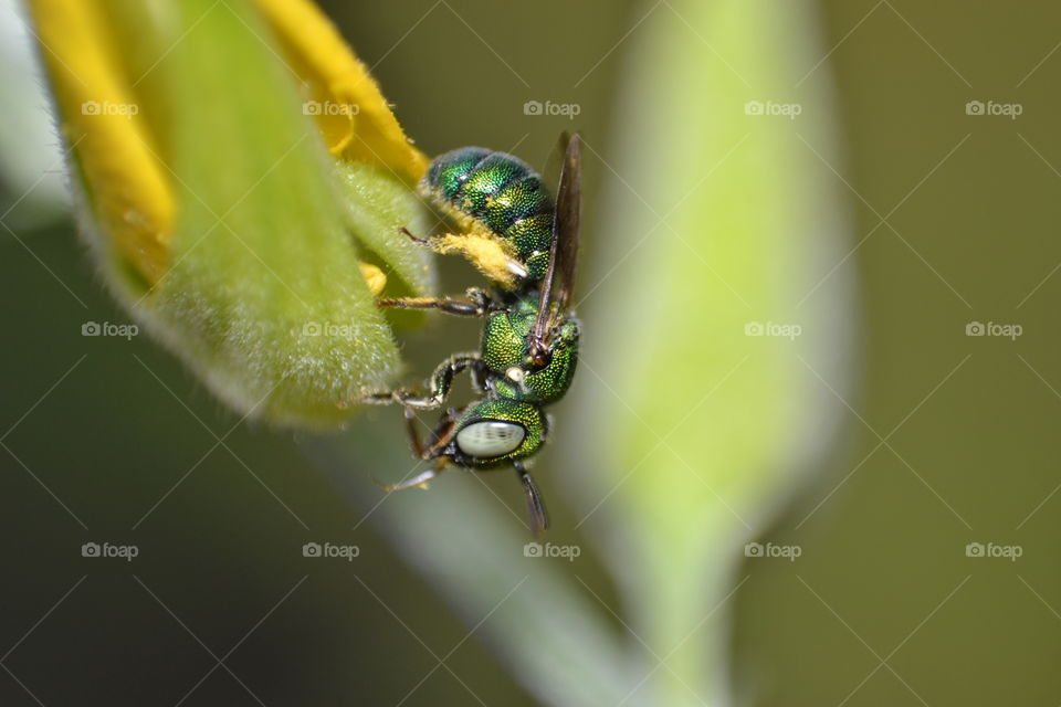 Sweat Bee