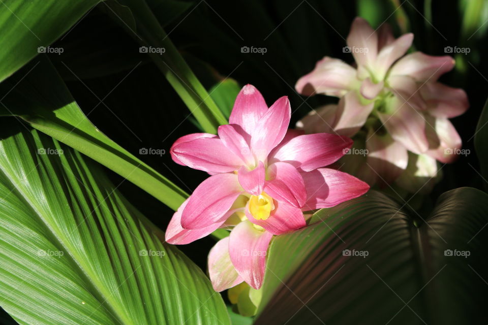 Tropical Pink Flower