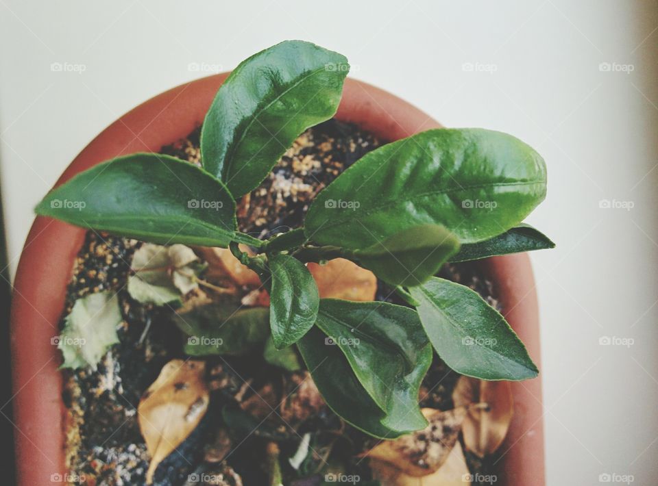 No Person, Leaf, Nature, One, Flora