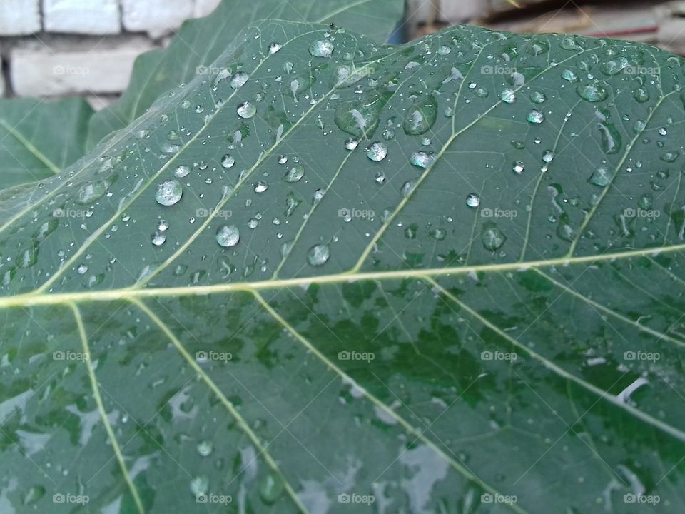 rain drops falling on the leaf...