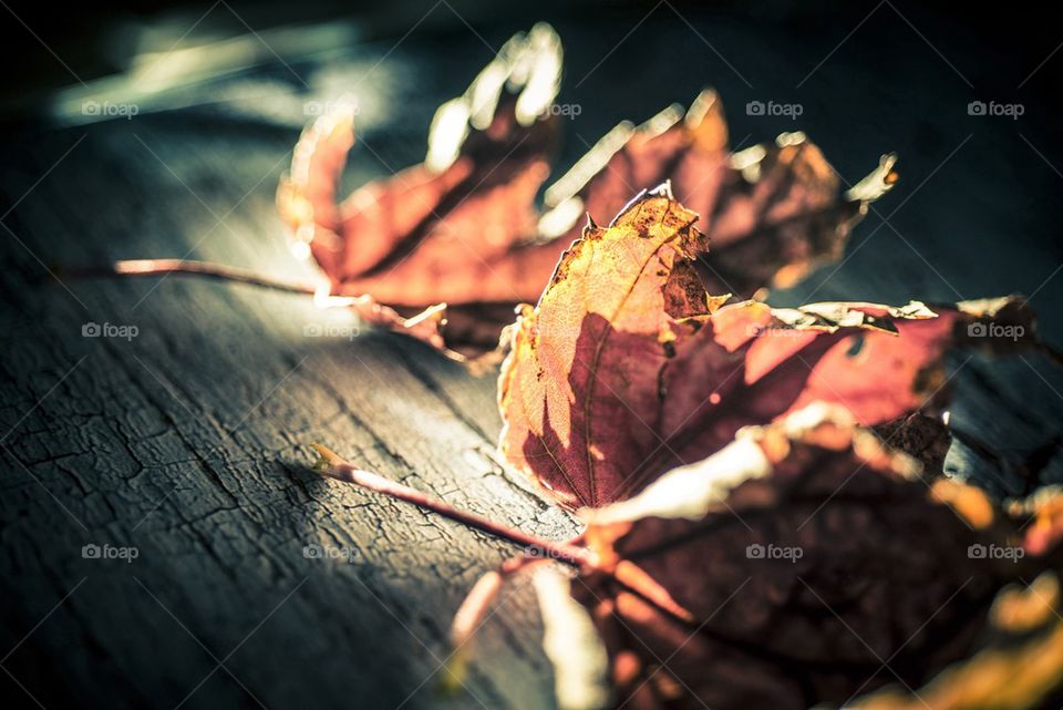 Leaves of Autumn