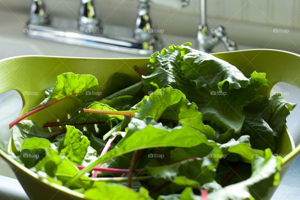 Low-angled view of garden-fresh mixed baby greens in green colander in natural light  by a kitchen sink