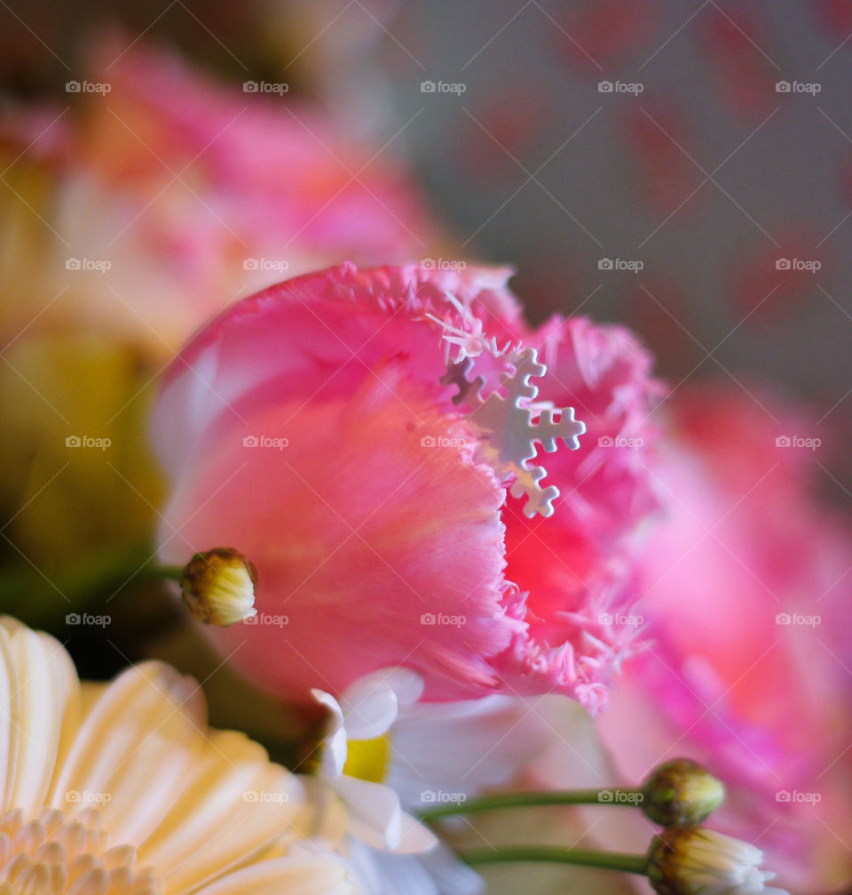 tulip last snowflake