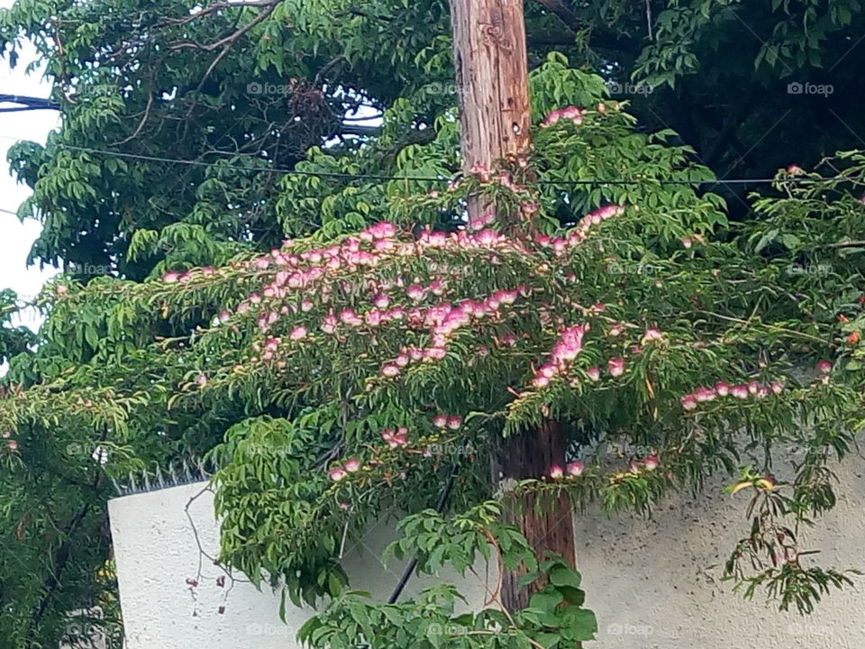 No Person, Tree, Leaf, Nature, Garden