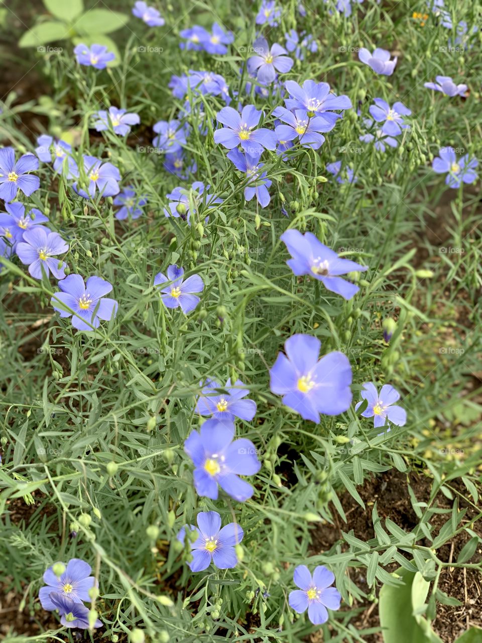 linum usitatissimum. flax decorative.
