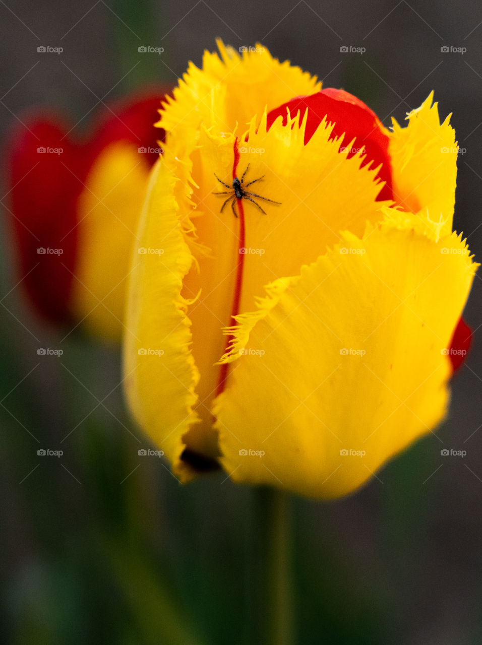 The little dark friend on the big colorful flower.