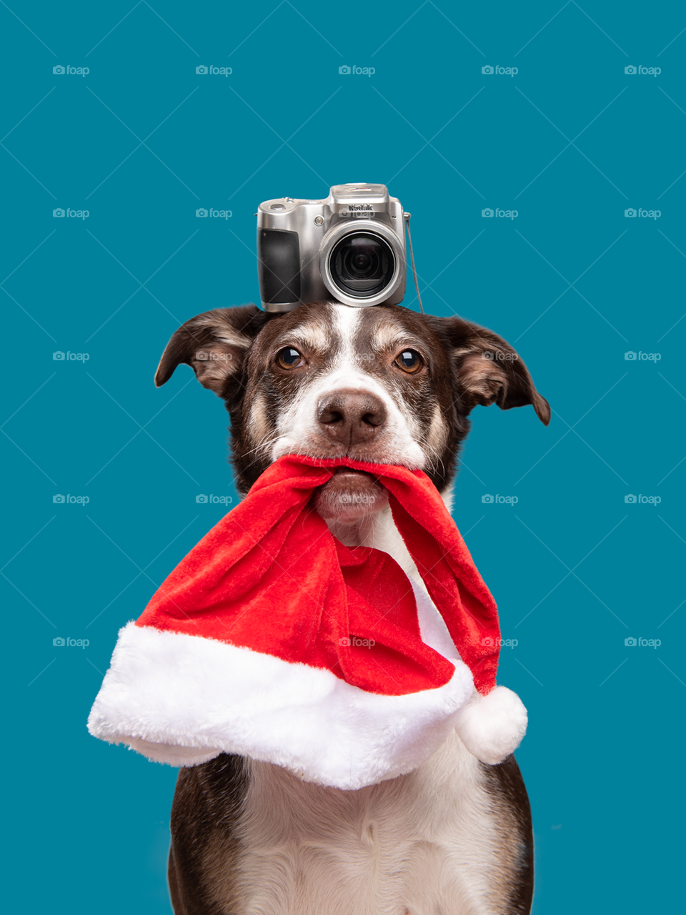 Dog with camera at Christmas - Xmas studio