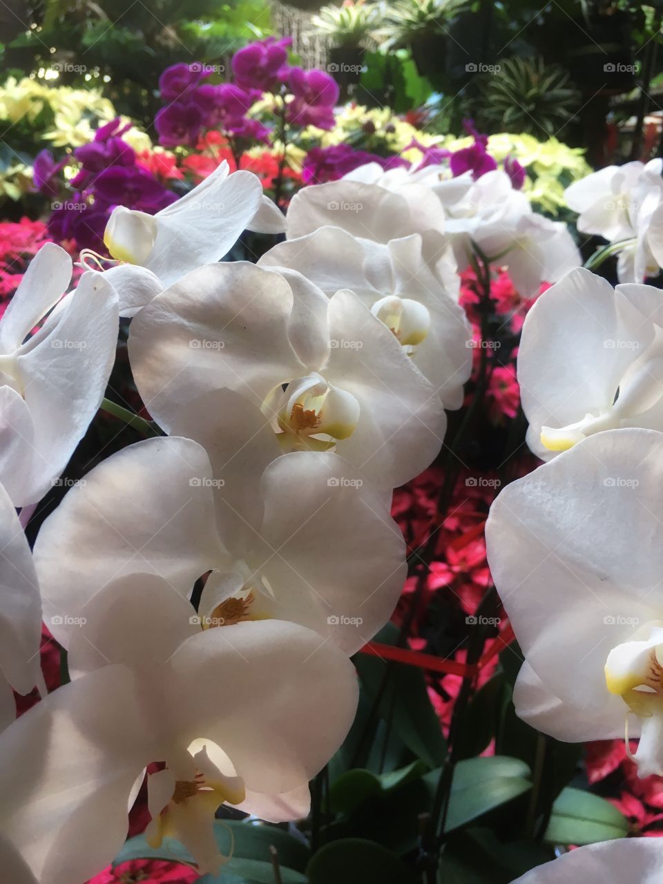 drowning in a sea of orchids 