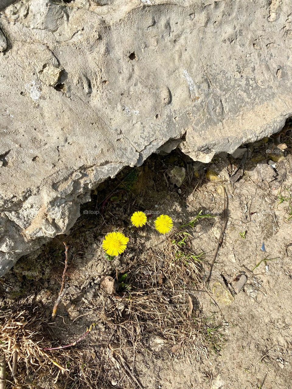 Kindness is like a dandelion. Bright yellow sun.