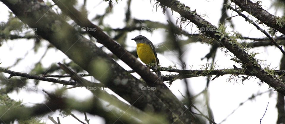 Australian wild bird