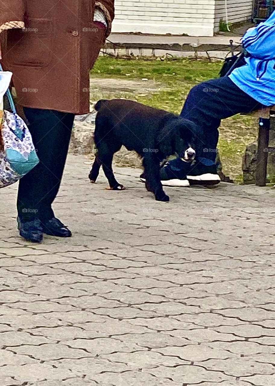 #autumn #dog #walking
#walk #pavement #