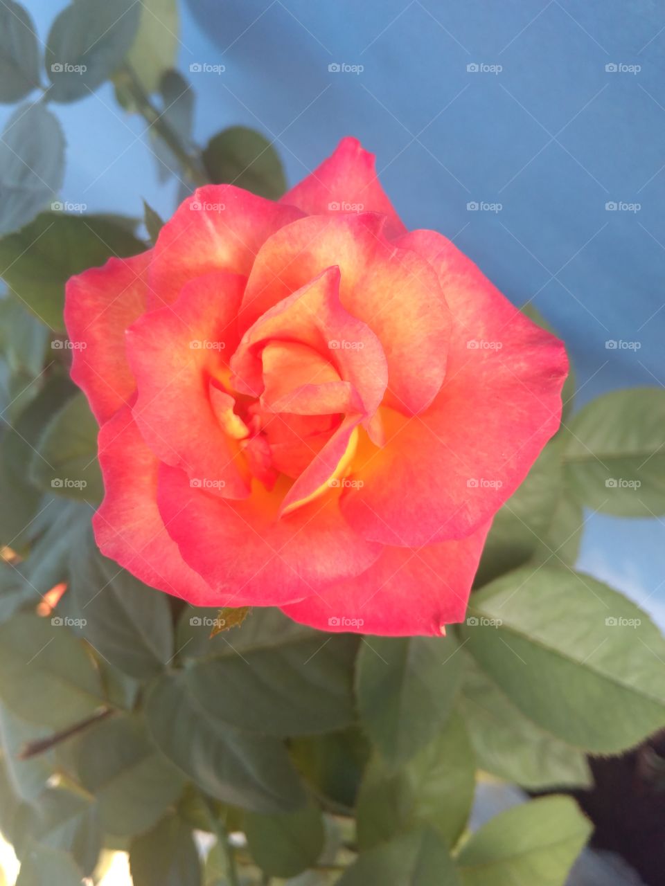 Rose