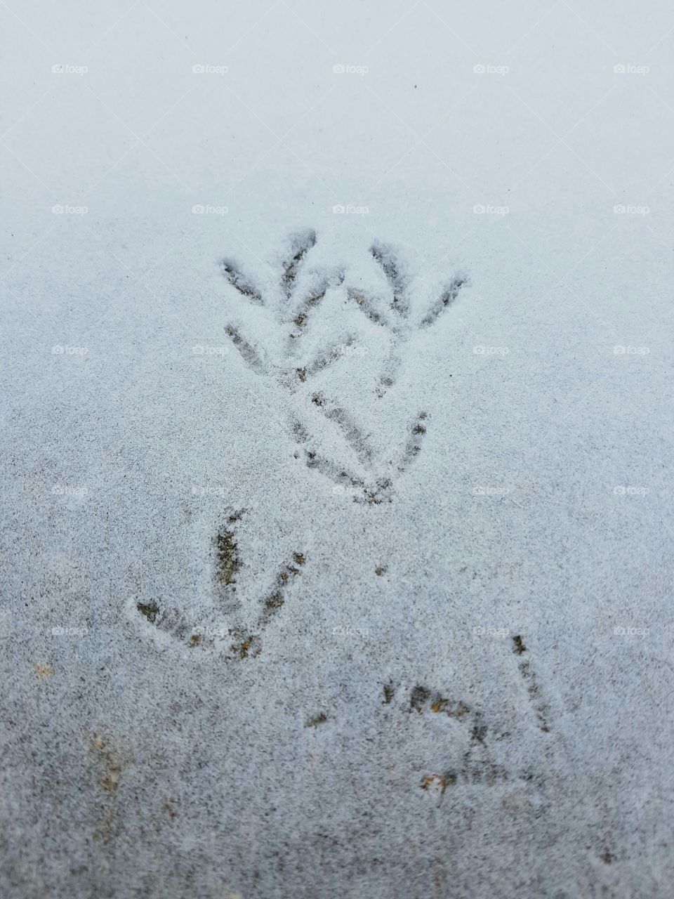 Bird footprints in the snow