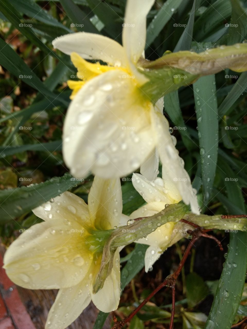 wet daffodils