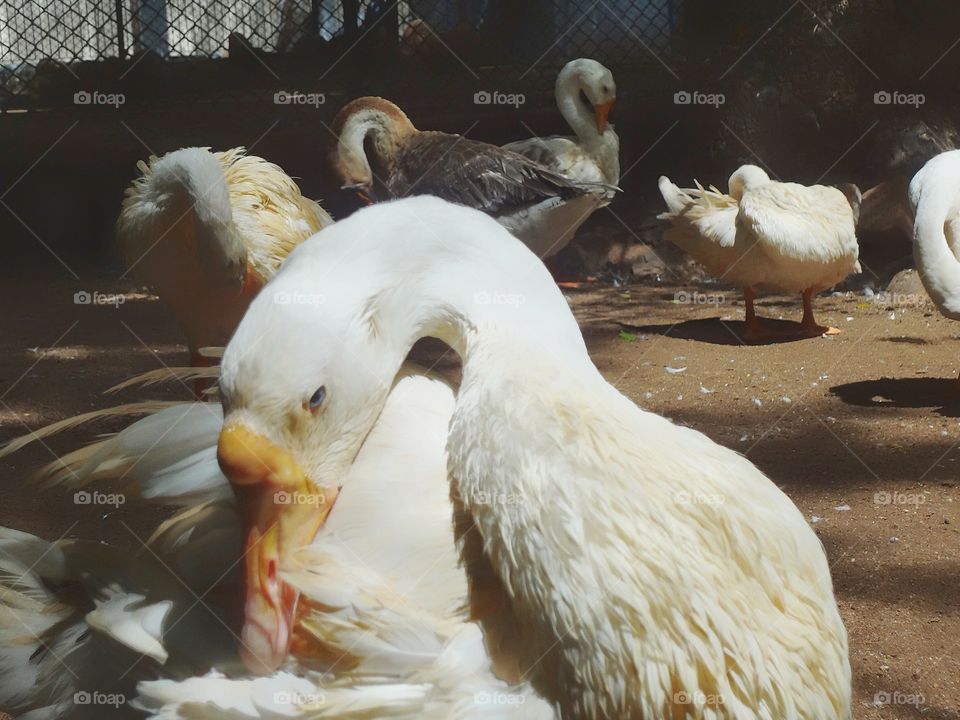 Ducks basking in the sunlight