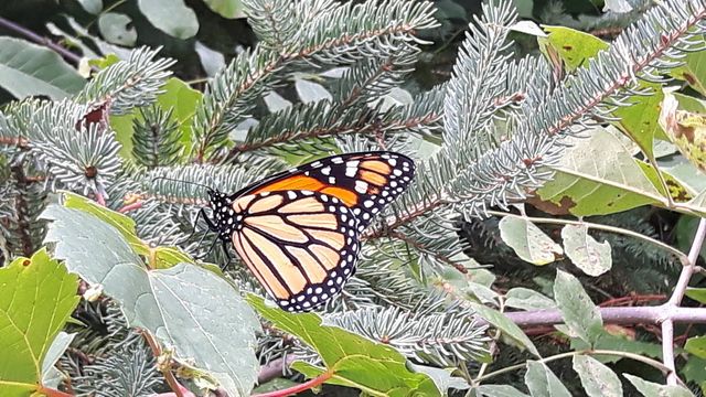 Monarch