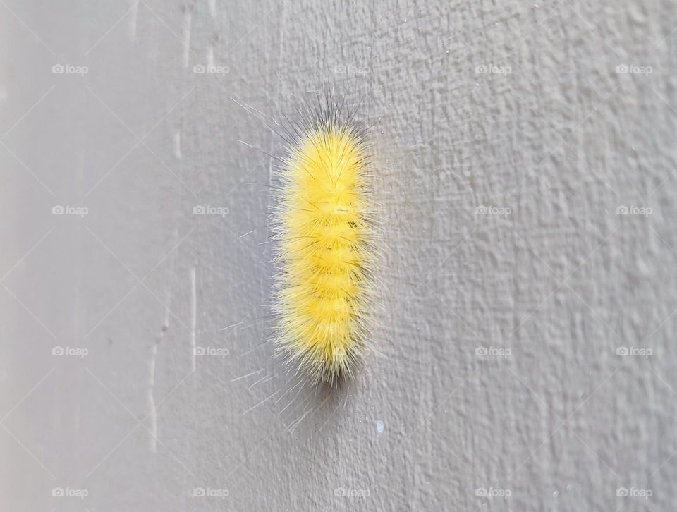 Fuzzy yellow caterpillar climbing up the side of a house