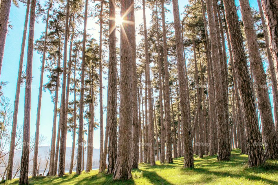 Soleil perçant à travers la forêt de grands pins