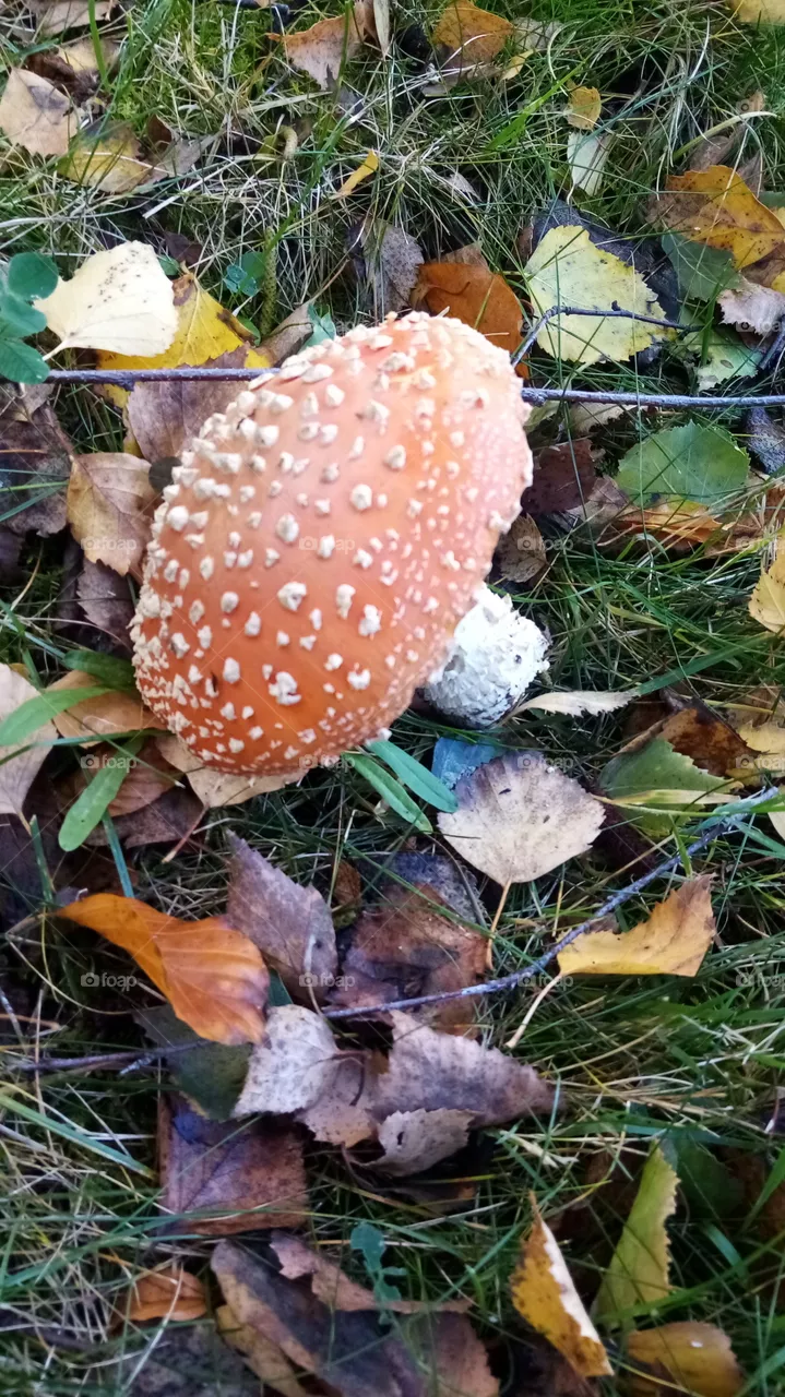 Pilze
