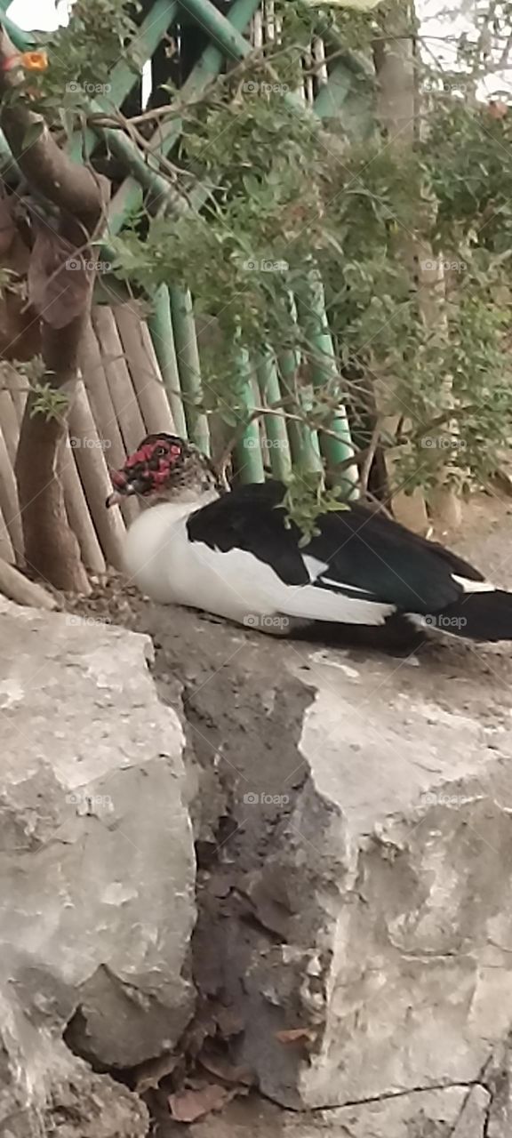 black and white bird with red spots on its face near eyes taking rest and feeling good