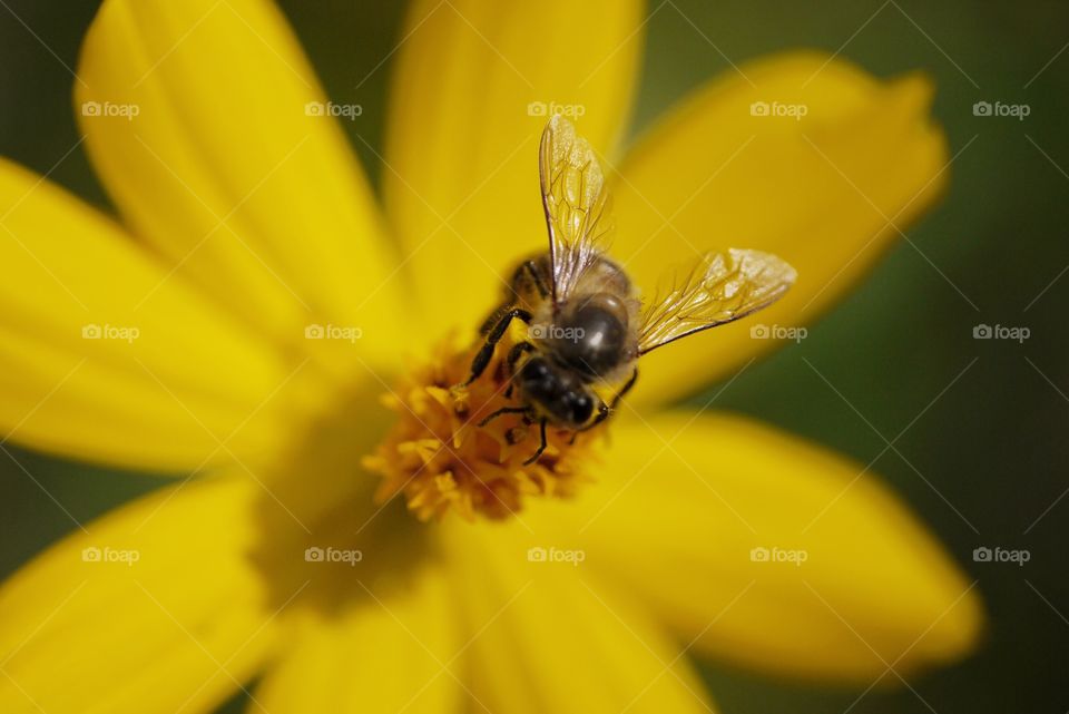 Bee eat nectar. Bee eat nectar from yellow flower