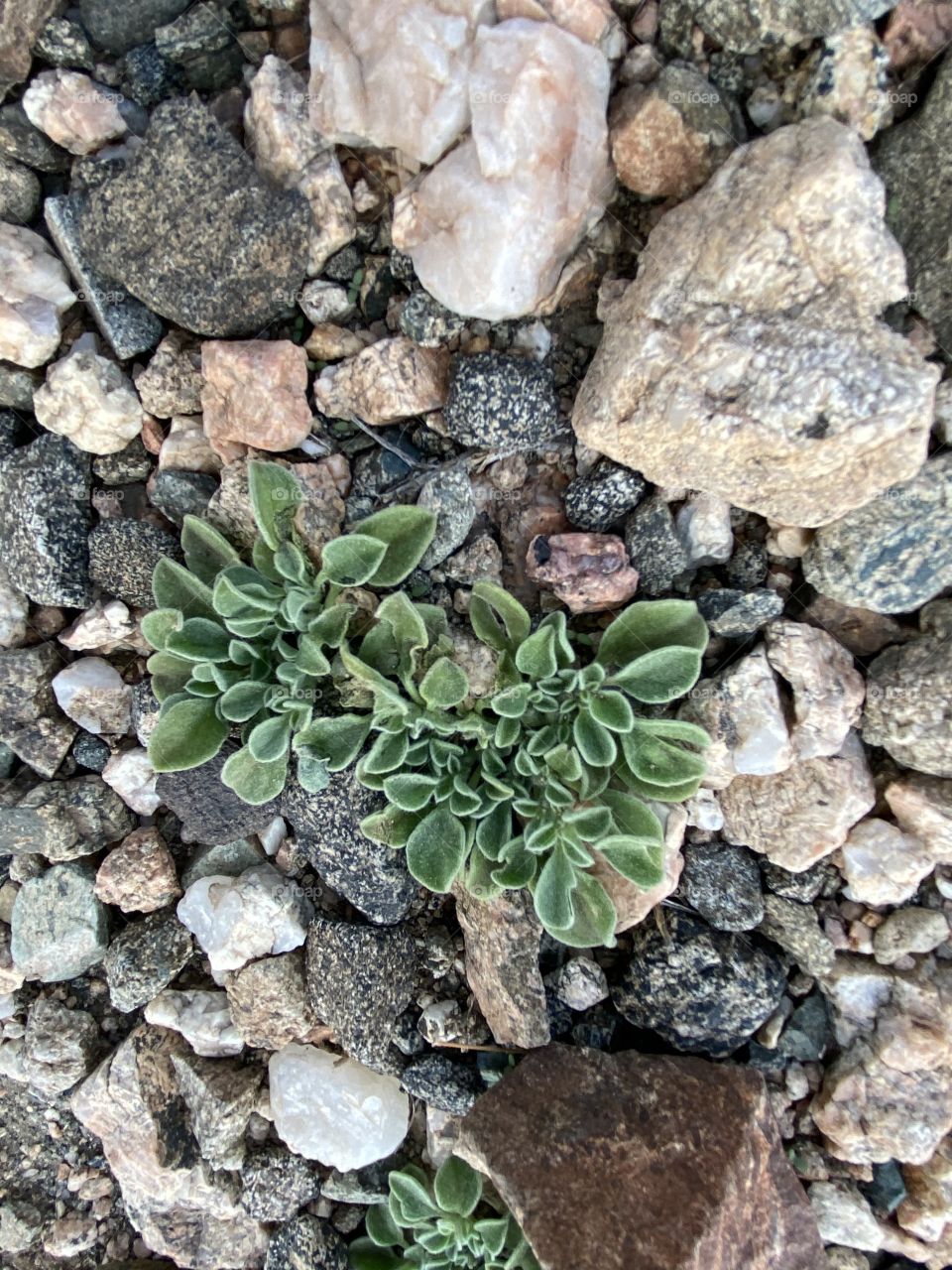 Amazing photo for desert 🌵