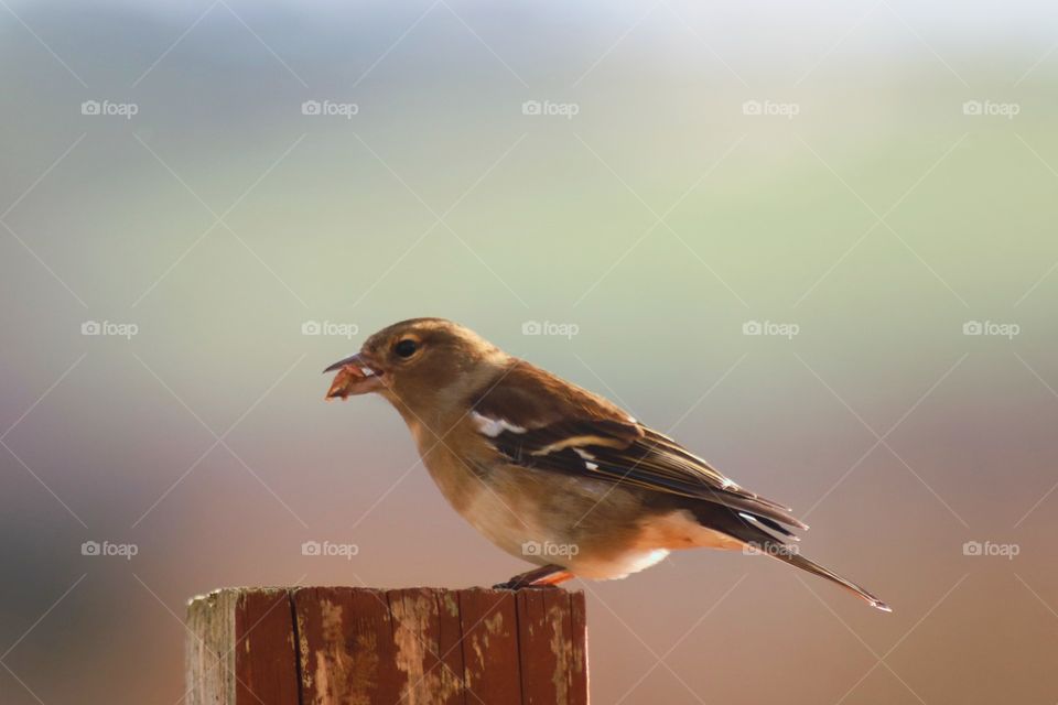 sparrow :)