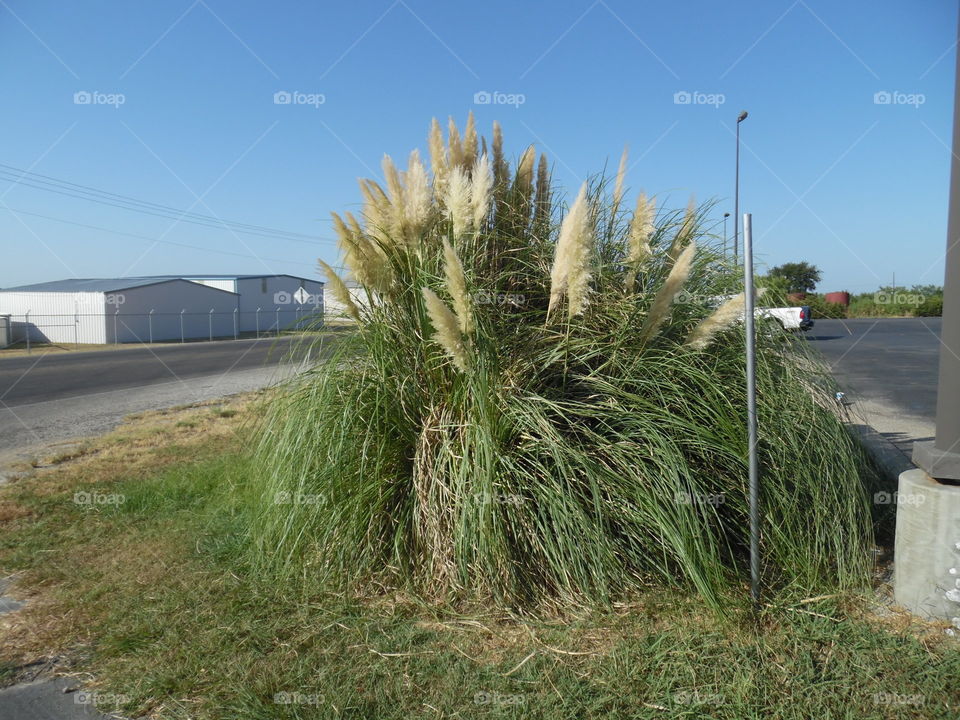 organic feather duster 2. This is another picture of a Texas feather duster I took while enjoying labor day. 👣 🚶 🏃 🔥 💨