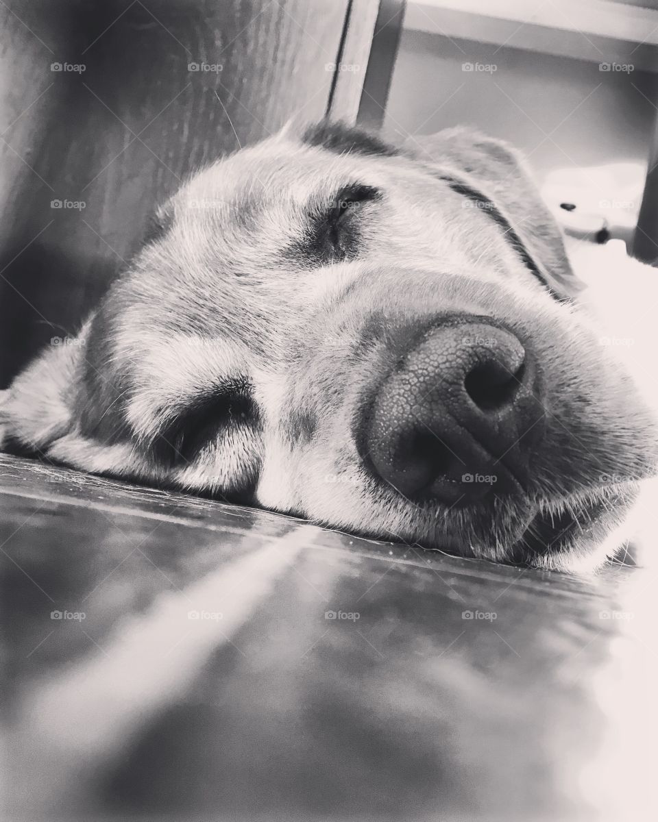 Golden lab taking a nap