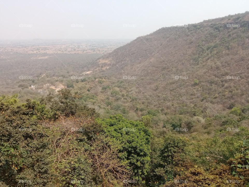 forest view location