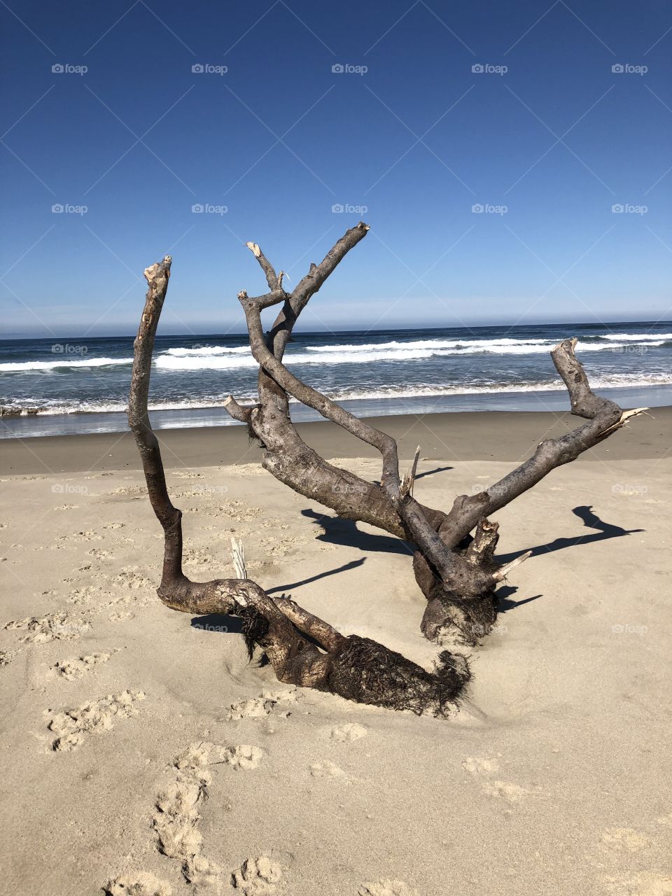Driftwood on the Beach