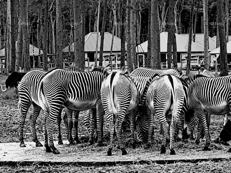 zebras feeding in a safari park