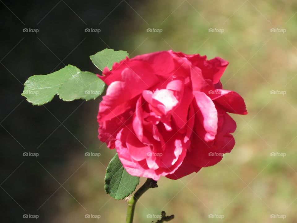 Rosa