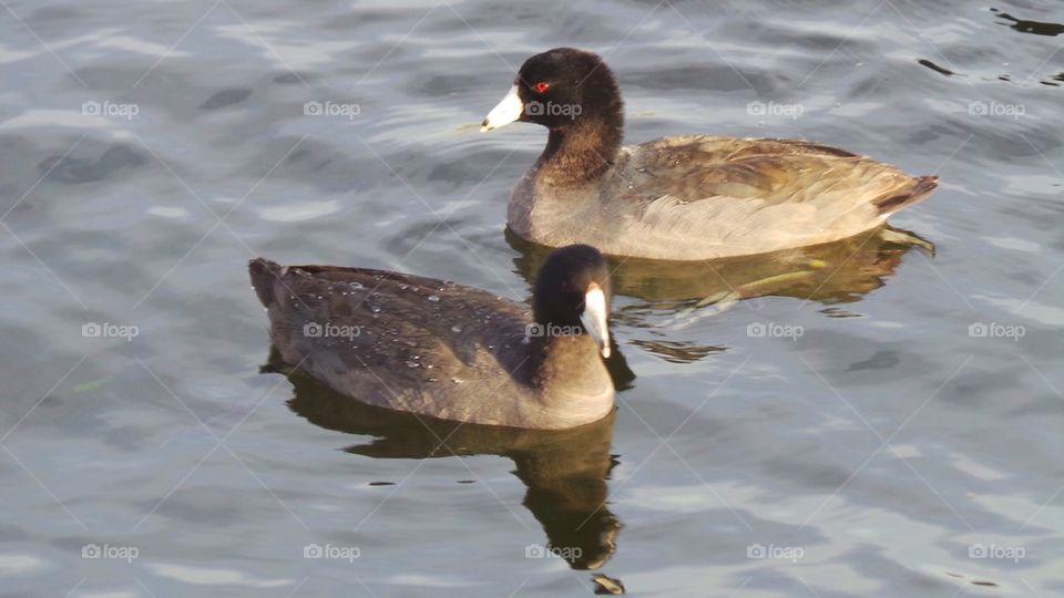 Ducks on the lake.