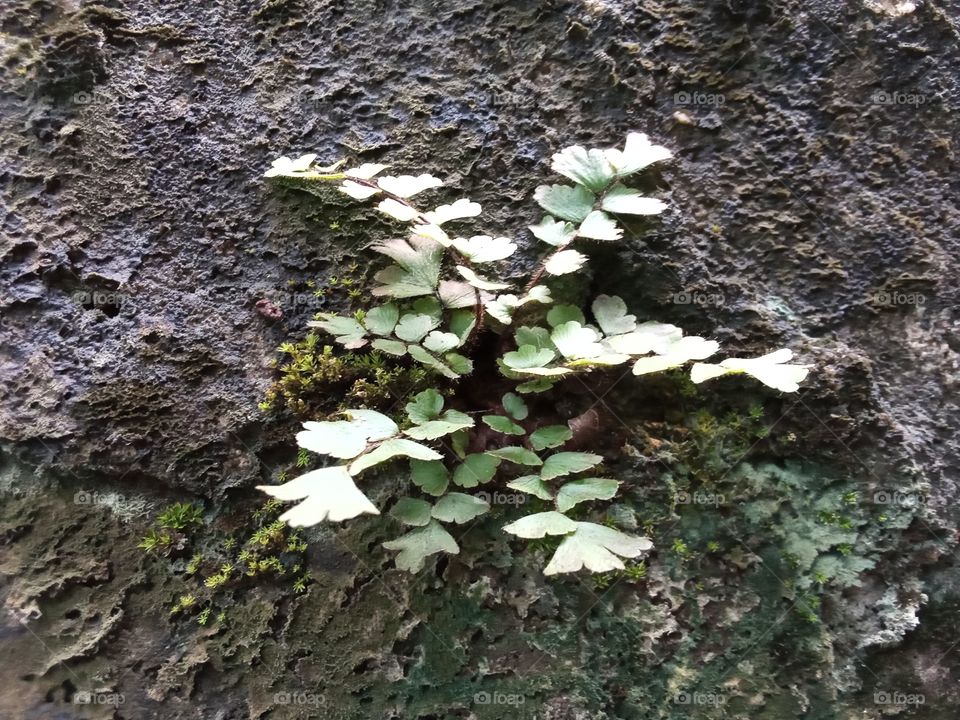 Ferns on a wall