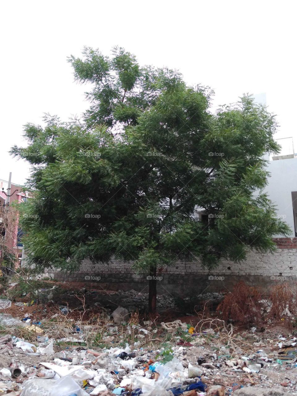 a neem tree beside my house