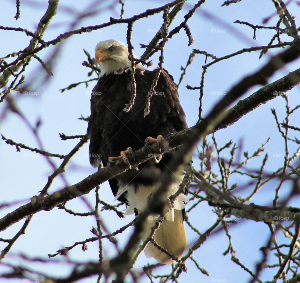 American bald eagle