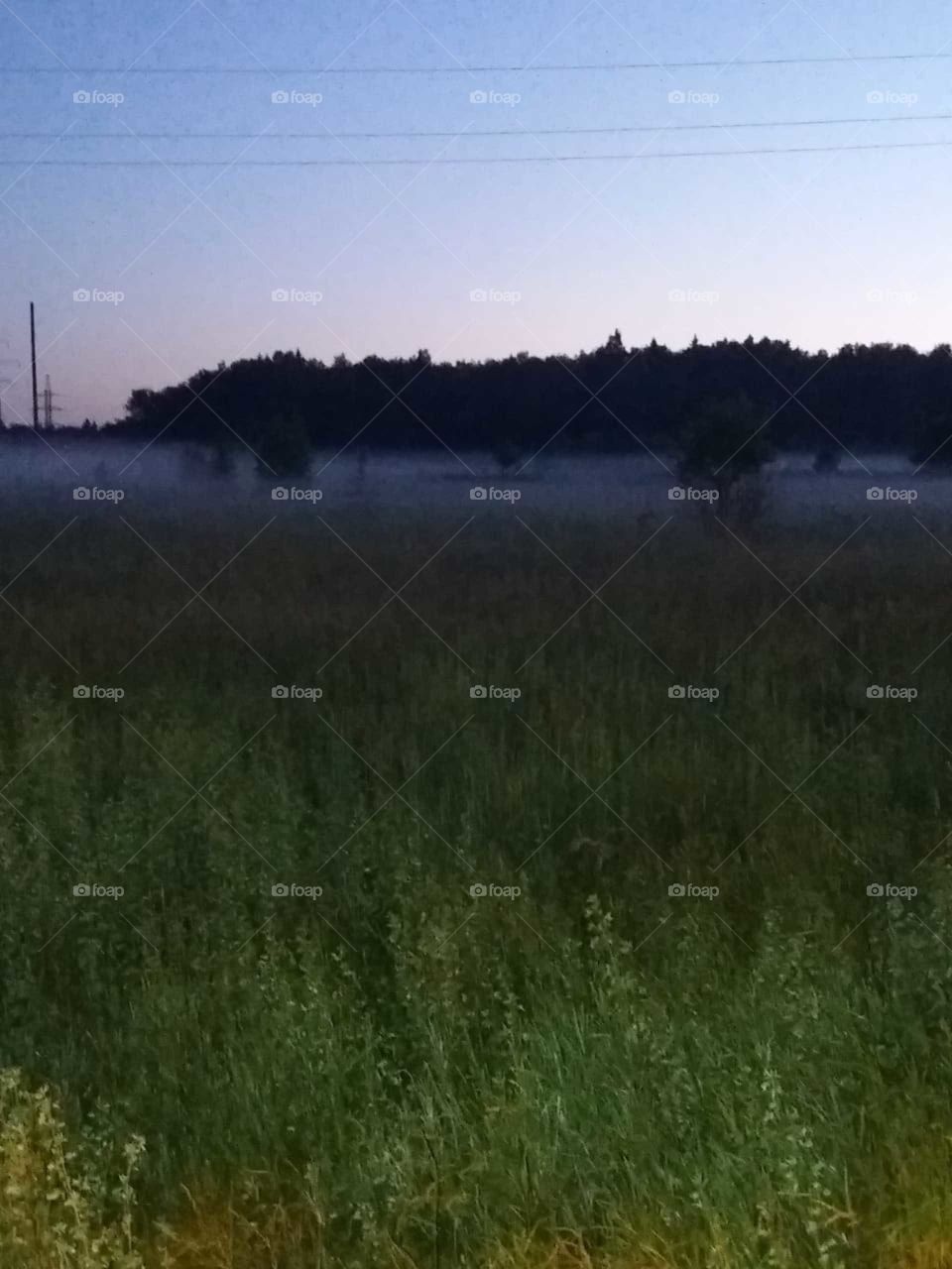 Туман на поле