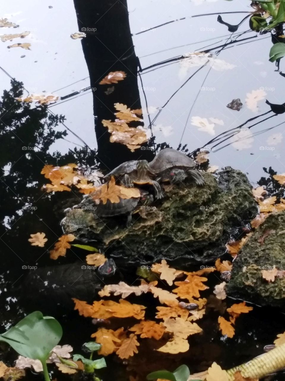 turtles on the stone