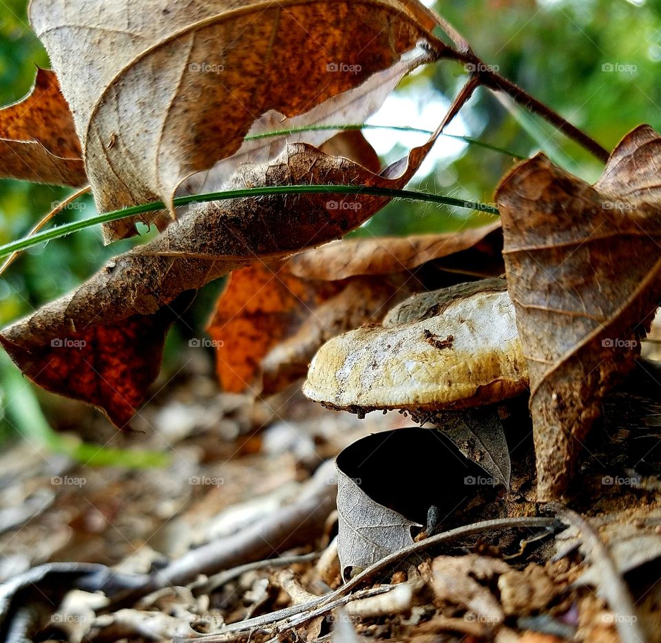 mushroom encircled by leaves.