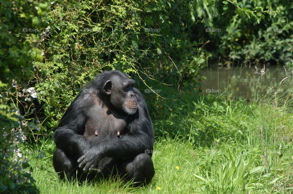 zoo monkey ape chimp by stevephot