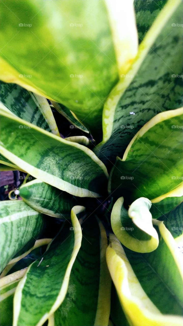 Espada de são Jorge Verde.